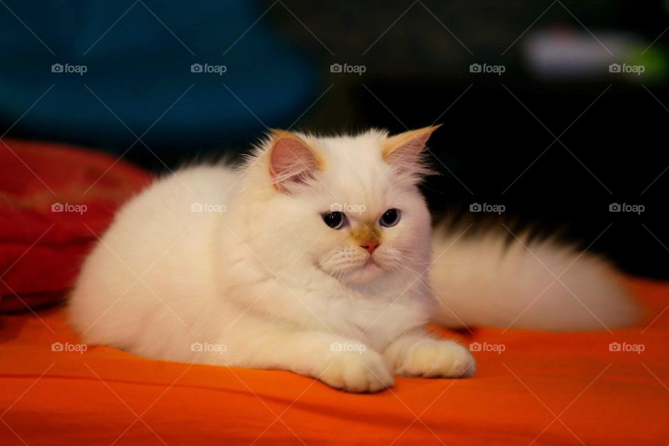 Beautiful Cat 02 - snowy and nice