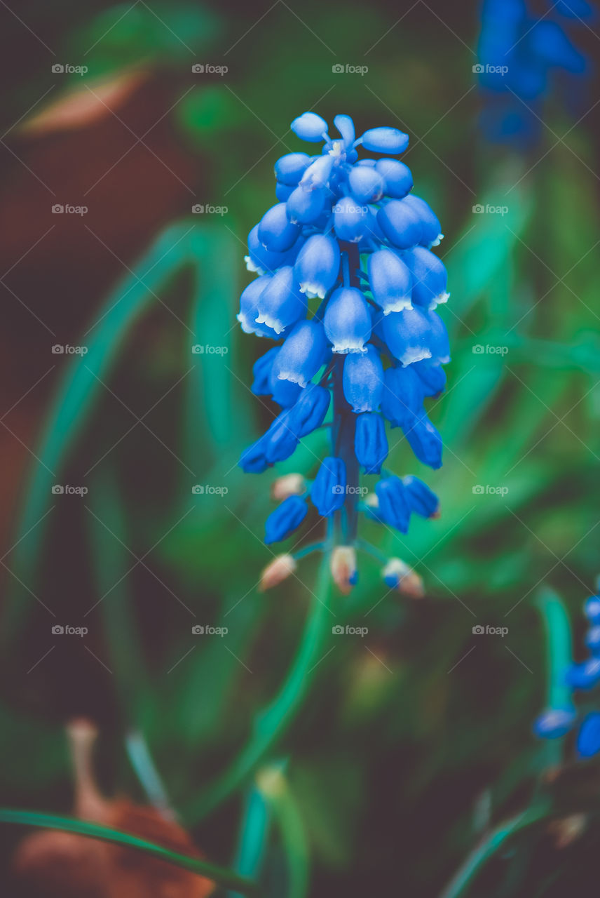 Close-up of blue flower and bud