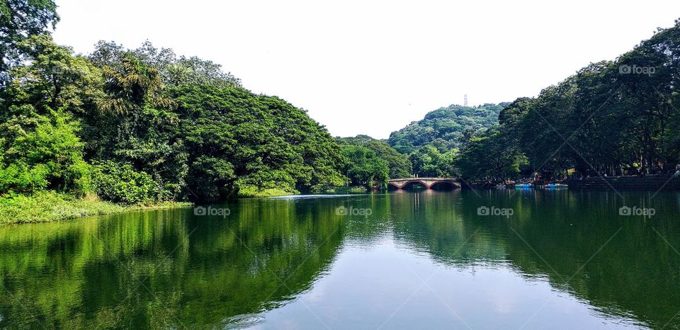 Forest or Permanent Rainbow of Earth, one can found all shades of colour. Forest are colour of life of our ecosystem. 100 yr old tree can be youngest in all. Waterfall, lakes trees,birds,deers, reptiles,fish, air all being on symbiosis with another.