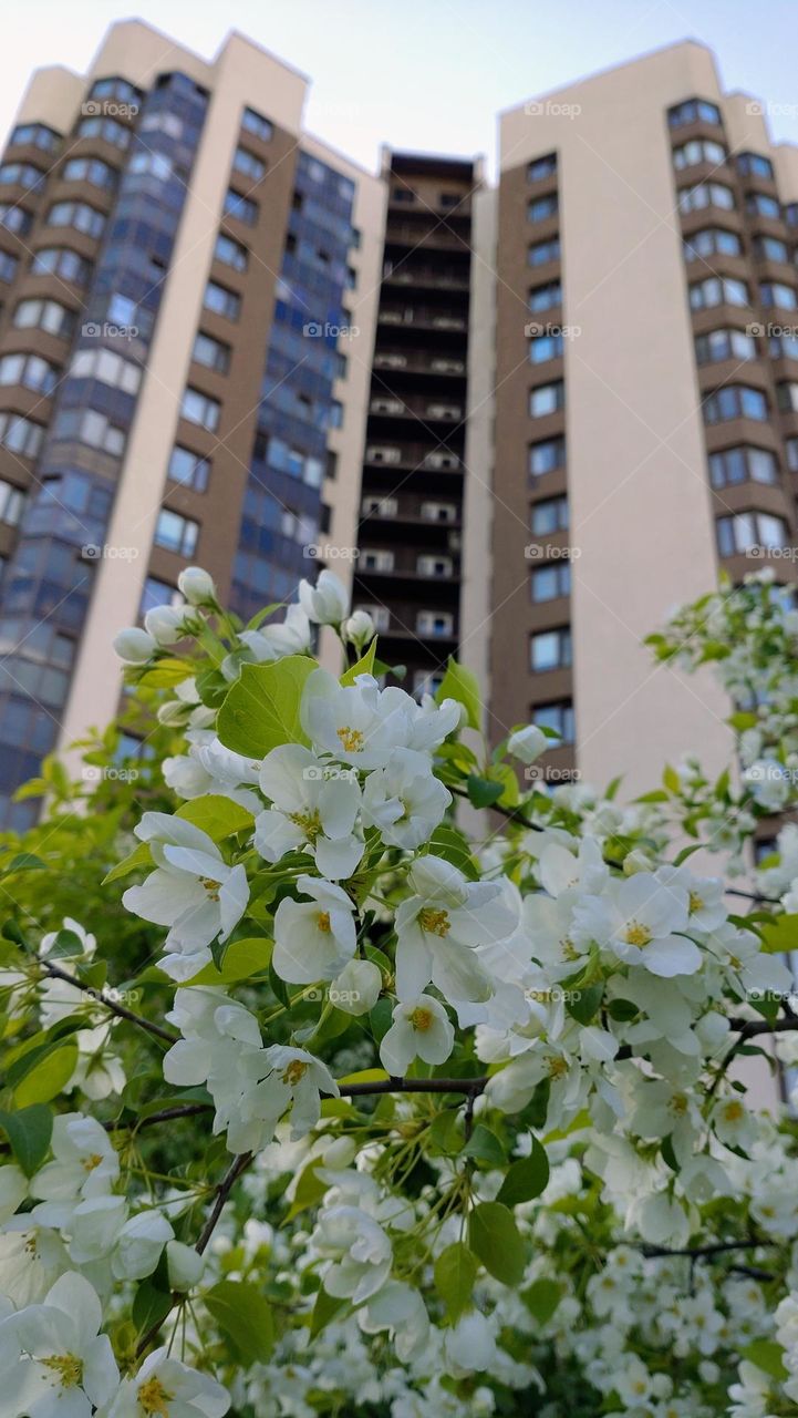 Flowering in the city💚🏢 Building 💚🏢 Floral 💚🏢