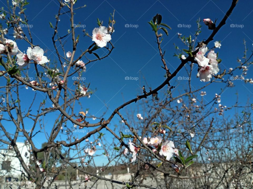 Almond tree