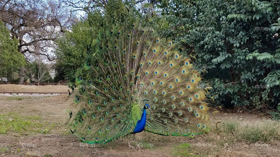 Peacock with feathers up