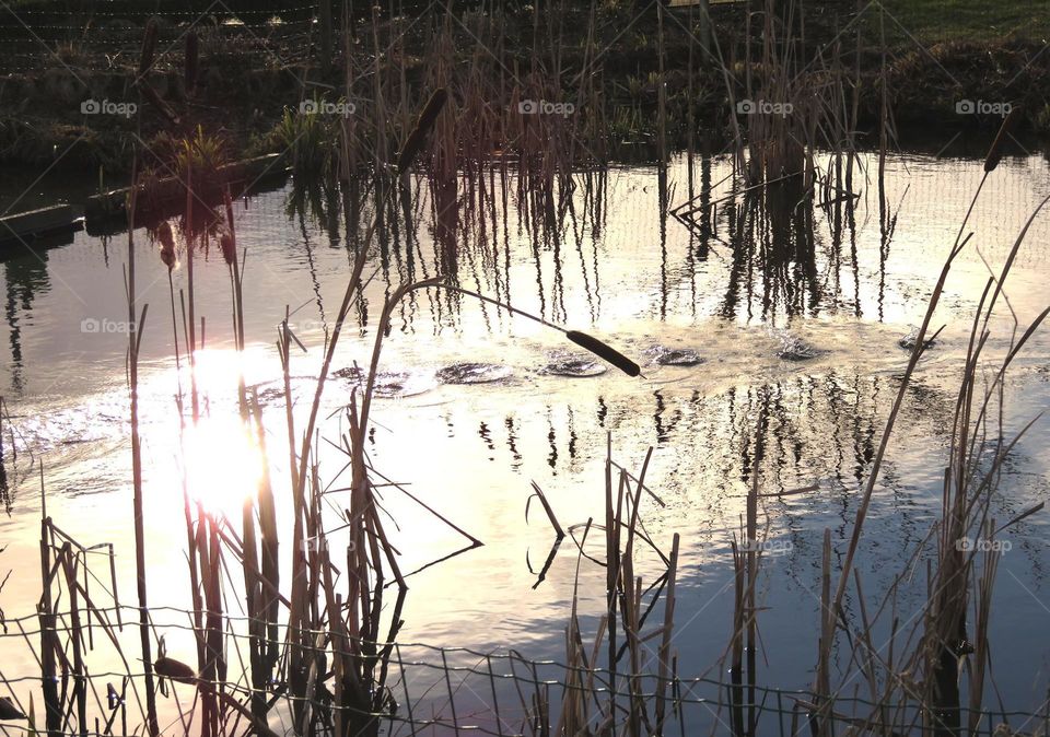 sunset on pond