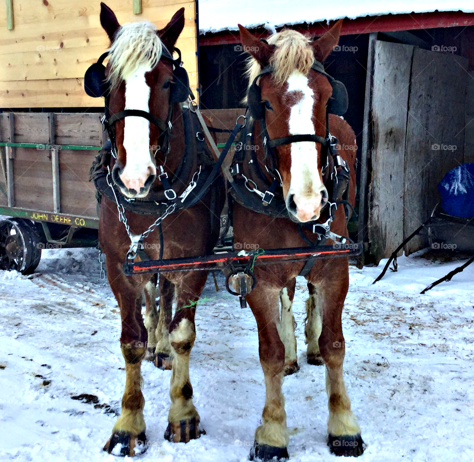 Amish horses 