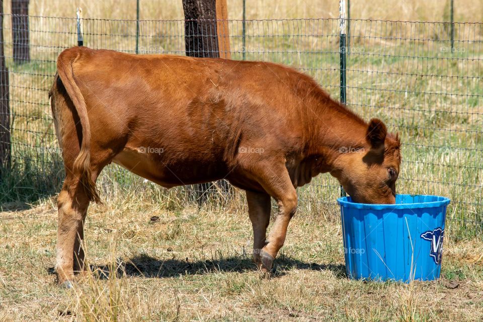 brown cow feeding from a blue bucket on a farm in Oregon countryside on a sunny Summer day