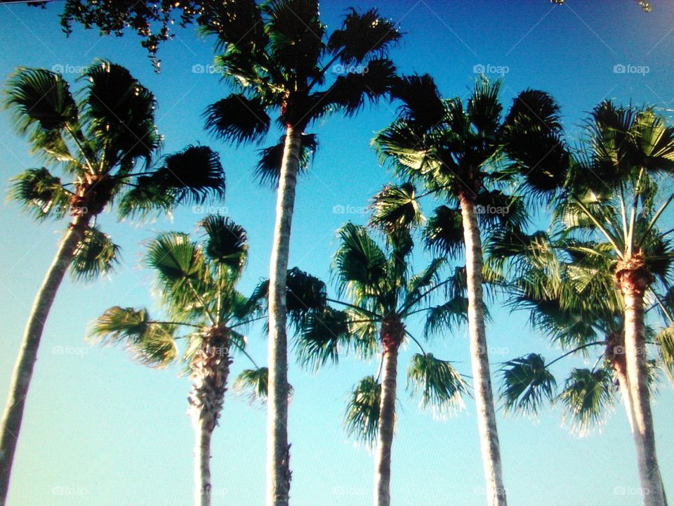 Paradise in Florida