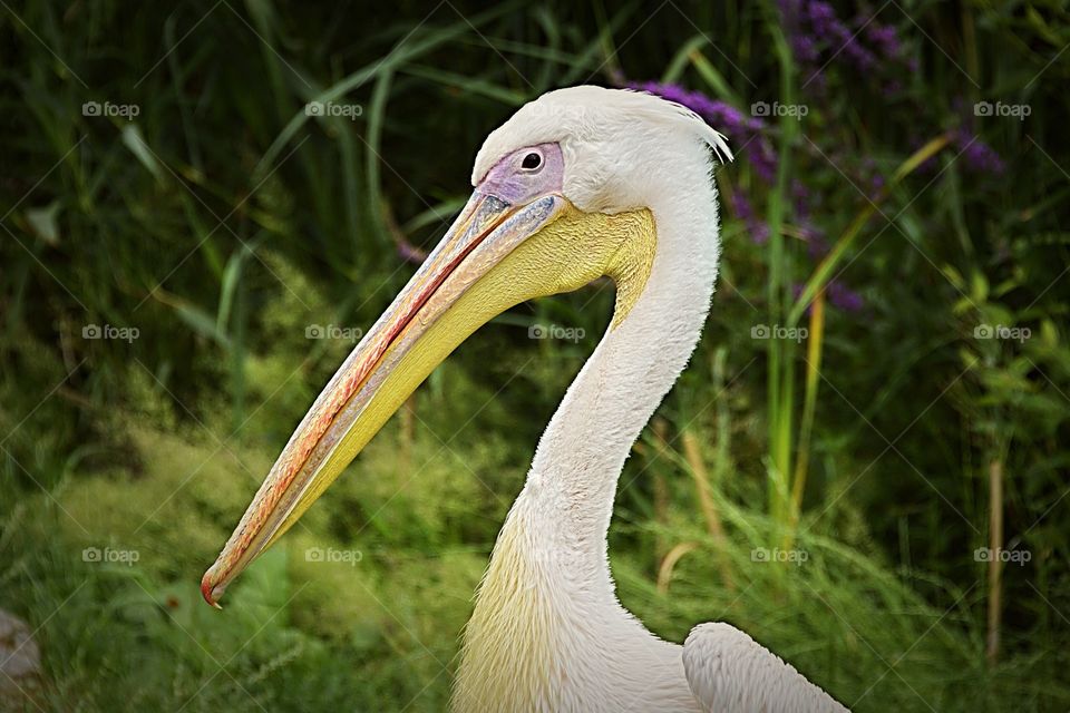 Side profile head only portrait of an Eastern White Pelican.
