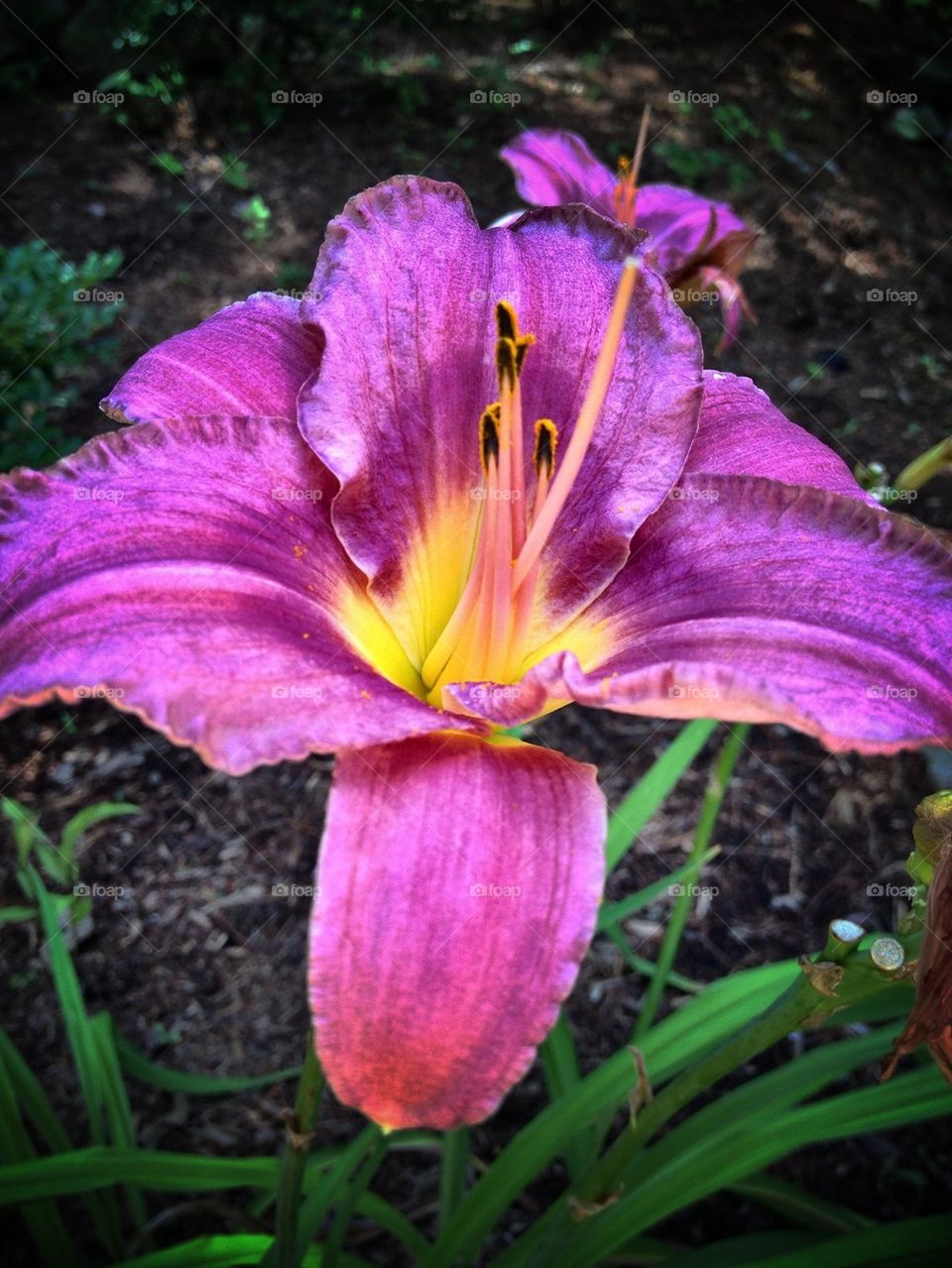 Day Lilly