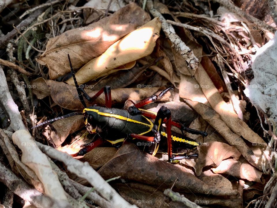 Eastern Lubber Grasshopper (Romalea Microptera) Black With Yellow Stripes and Red Legs And Eyes In Spring During The Month Of May Making Its Home In A Old Bird Nest.