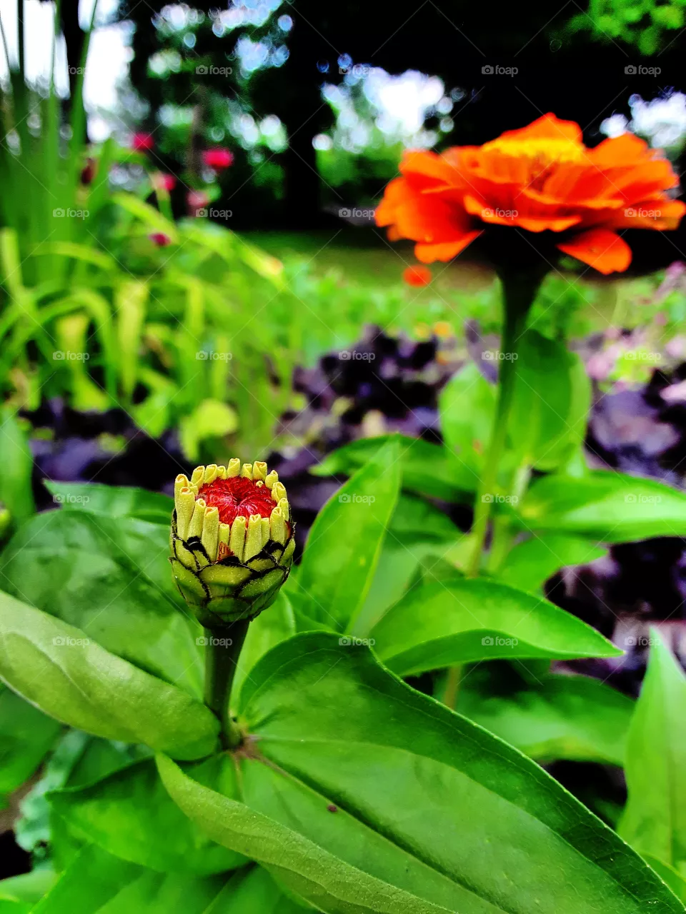 Zinnias