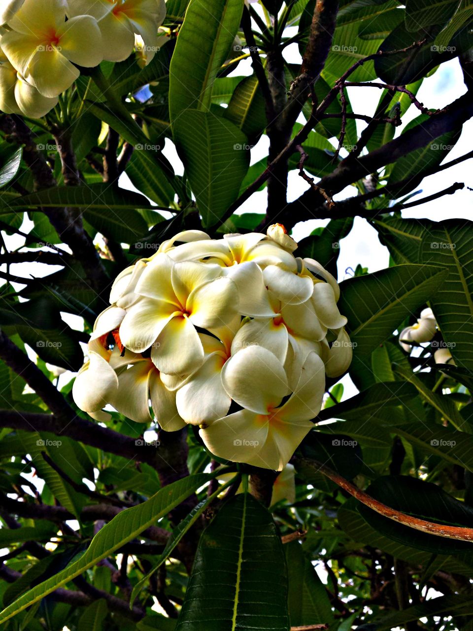 Close-up of plumeria flower on tree