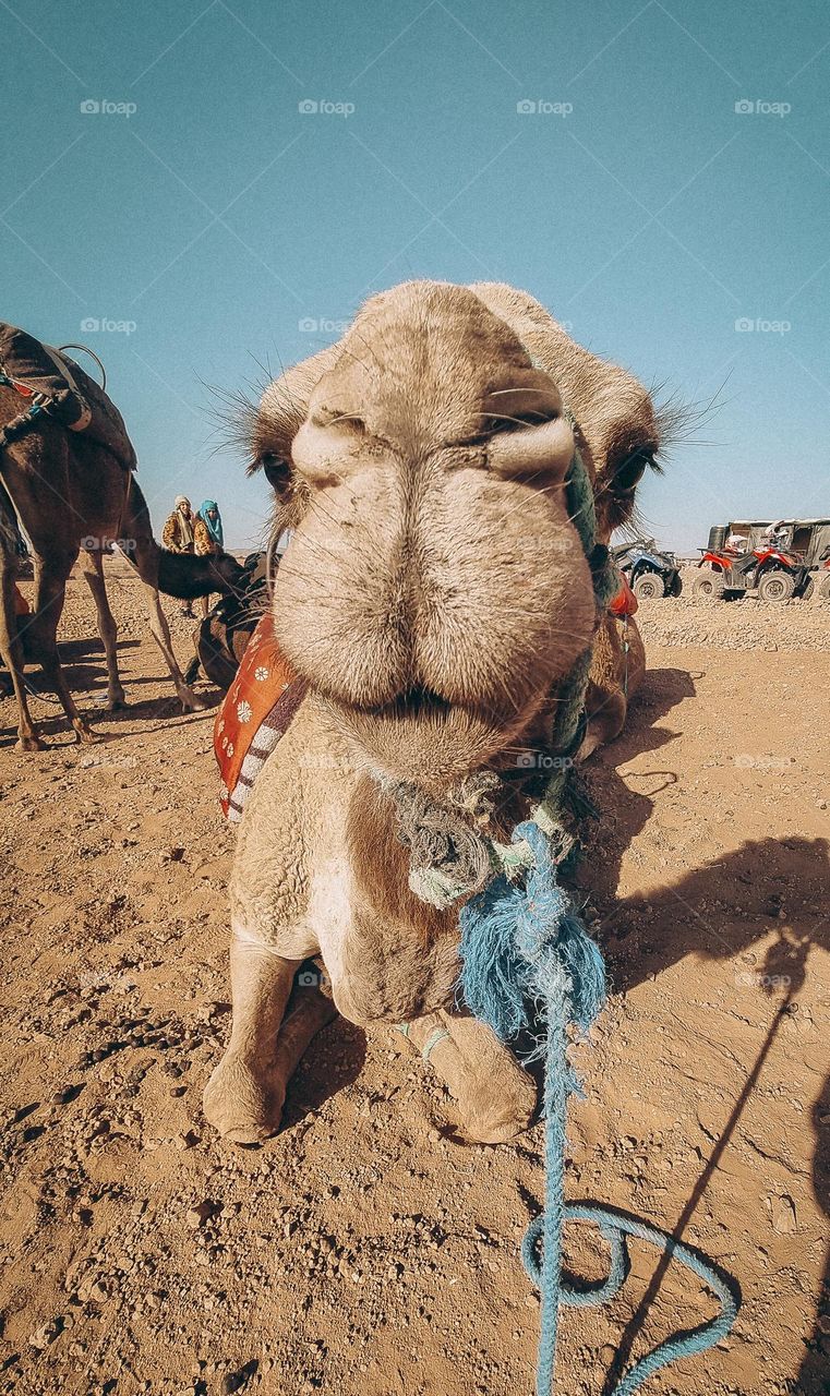 Camel