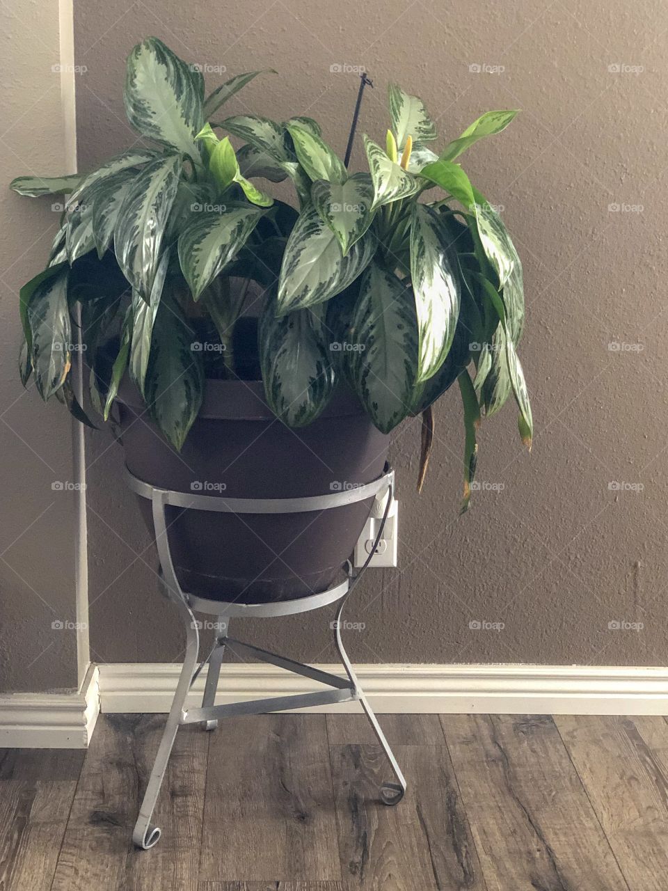 Indoor plant growing 