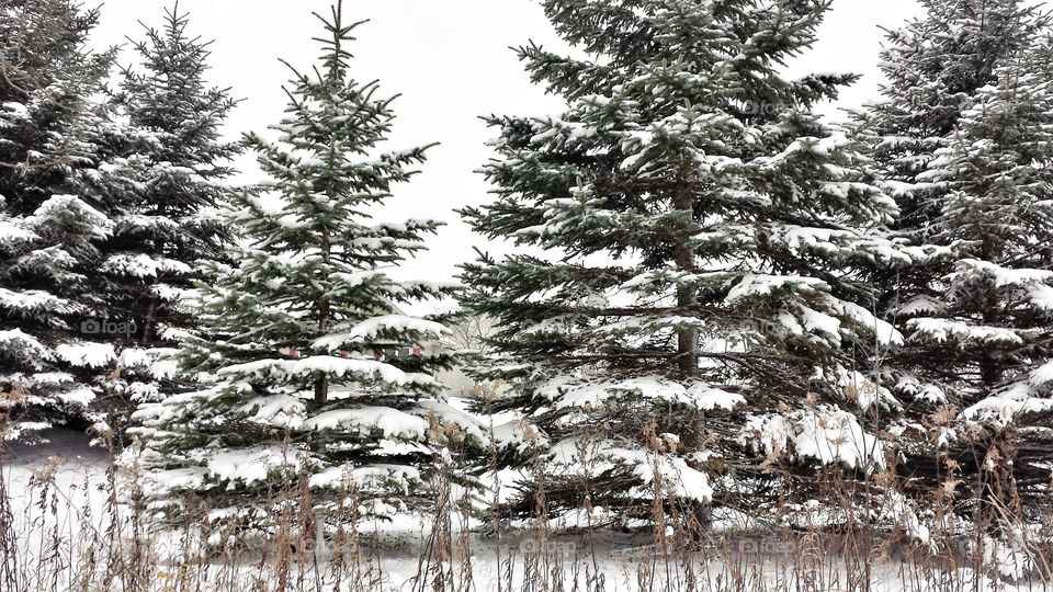 Evergreen and White