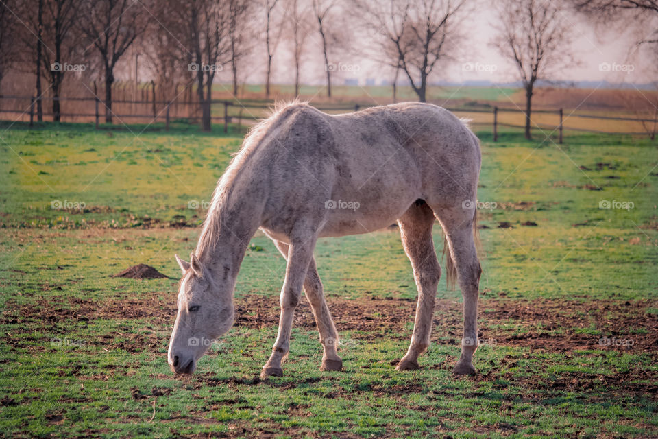 Horse at the meadow