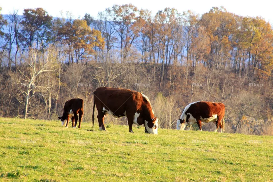 Cows