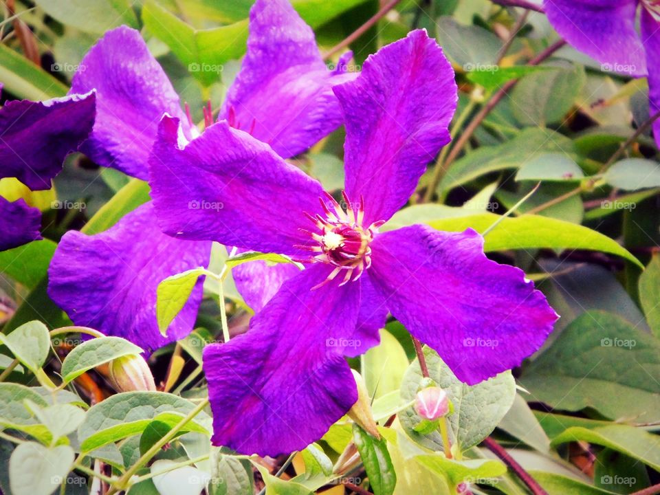 Clematis Blossoms