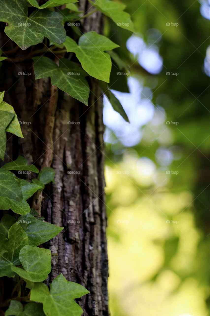 Ivy along the tree