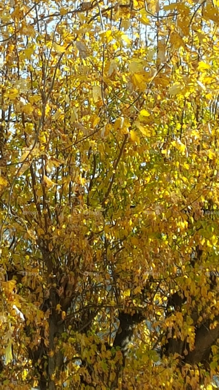 fall tree color