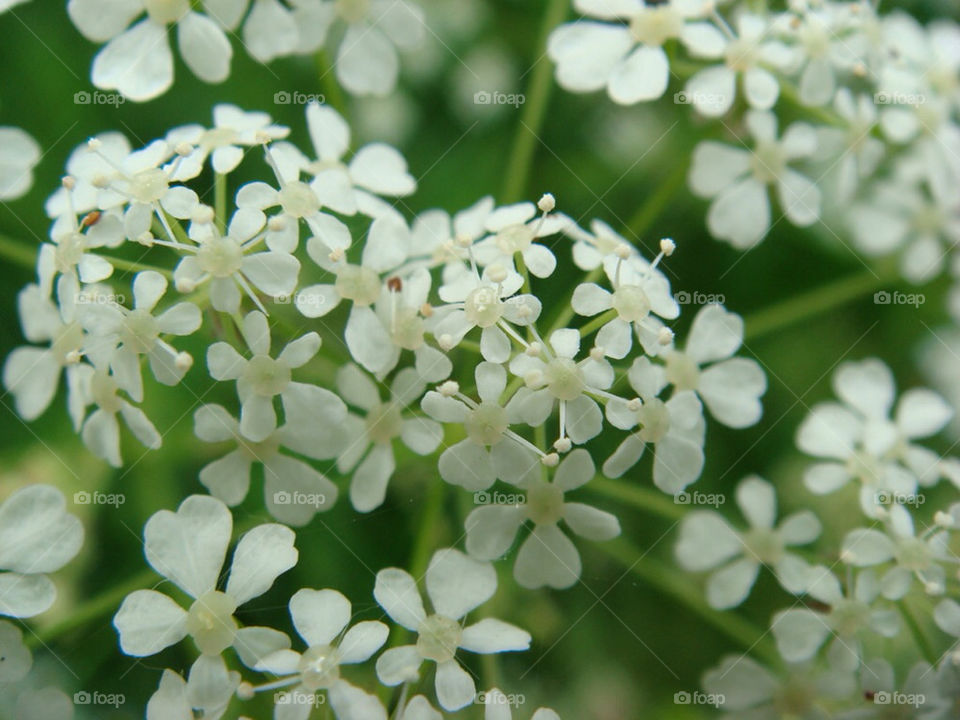 green flower white sommar by perkapara