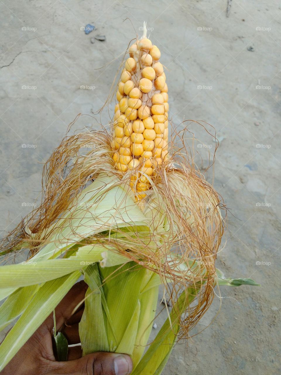 I am student please support me.