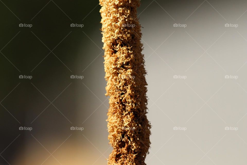A seedy plant, stick straight with seeds falling out everywhere