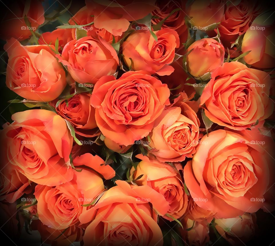 Orange roses
