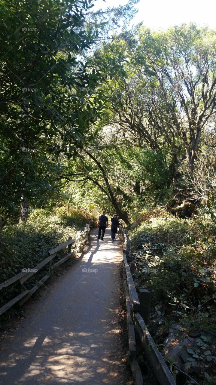 Two people walking on walkway in redwoods