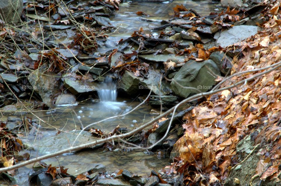 Little Stream in Woods