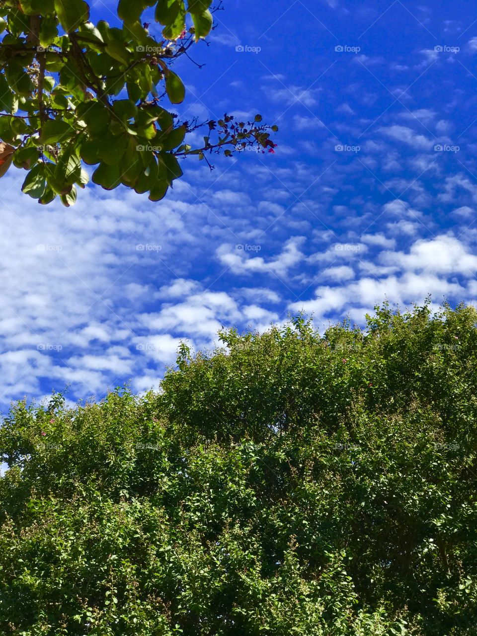 Blue clouds in the sky