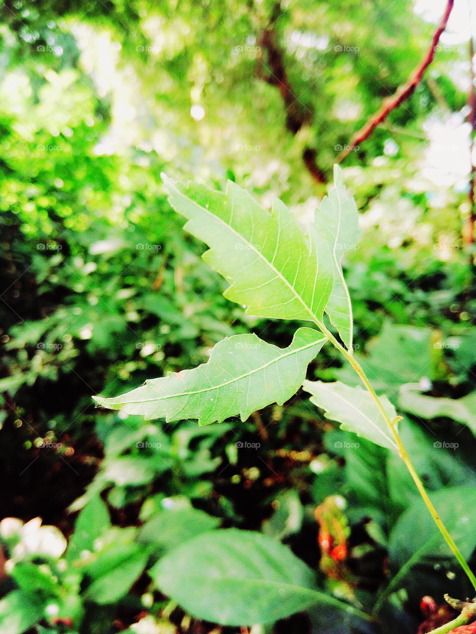 Neem Leaf