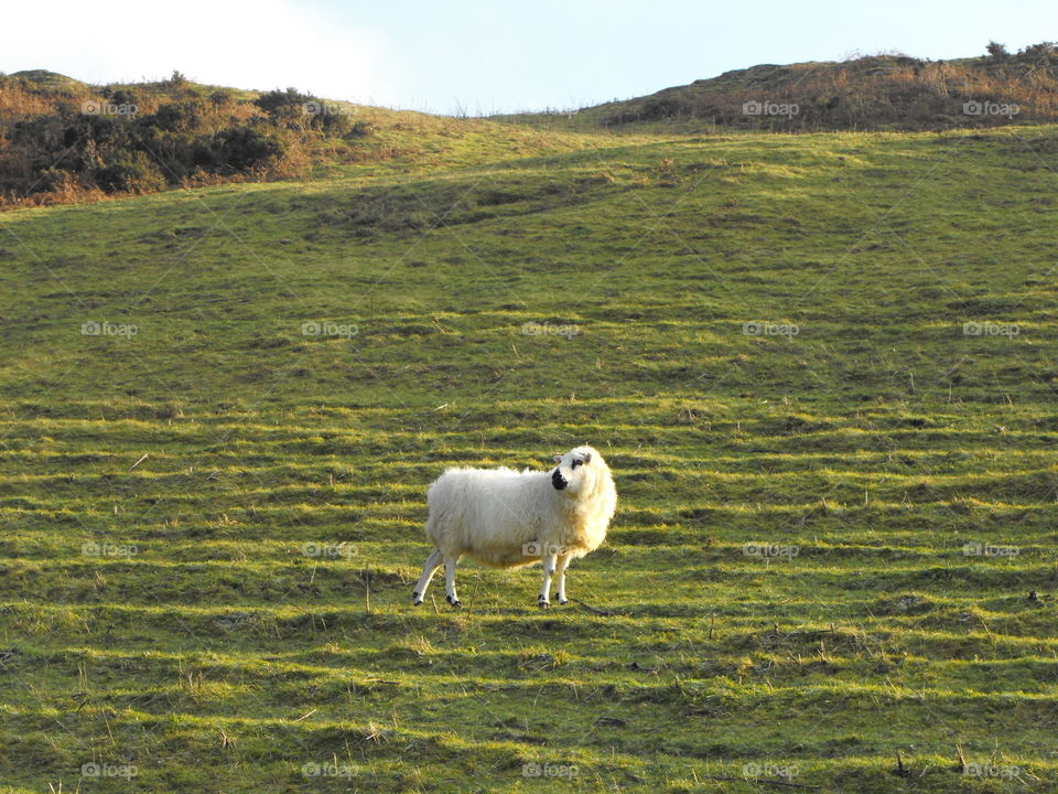 A pretty white sheep