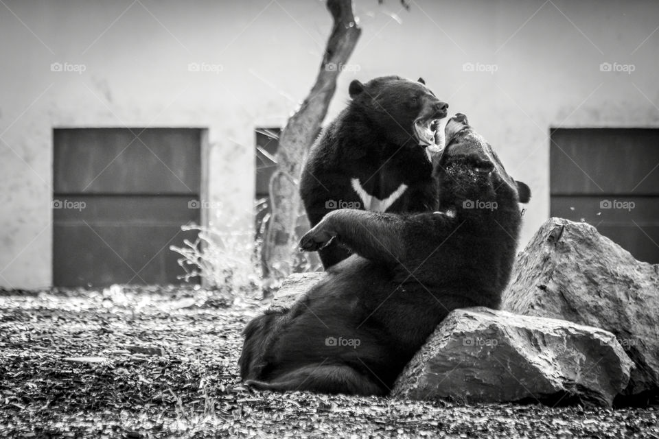 A black and white portrait of two bears play fighting with eachother in a zoo.