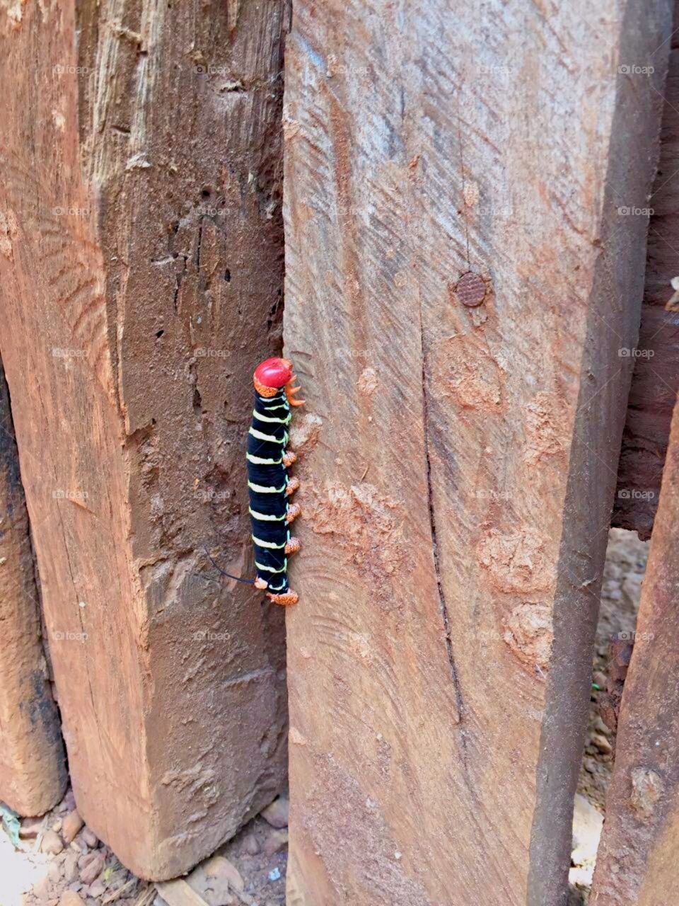 Strange caterpillar
