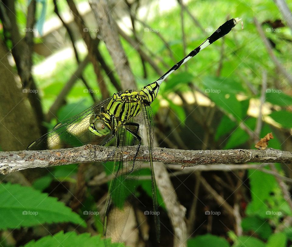 Lovely dragonfly stay at branch