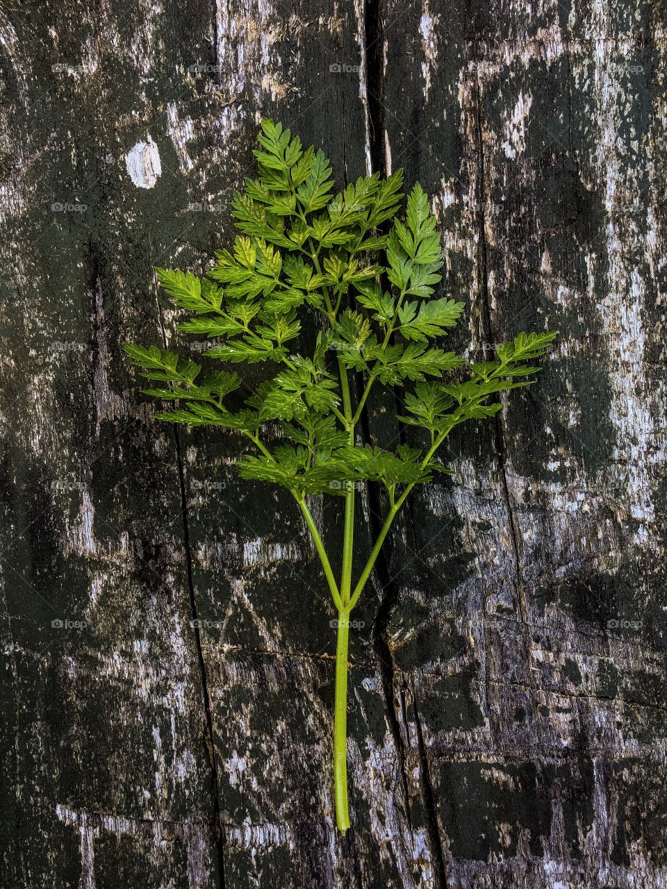 Tree, Environment, Wood, Nature, Flora