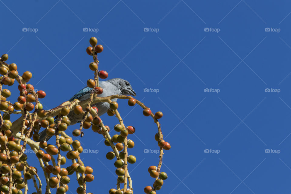 Blue hawk, Brazilian bird feeding on the palm tree