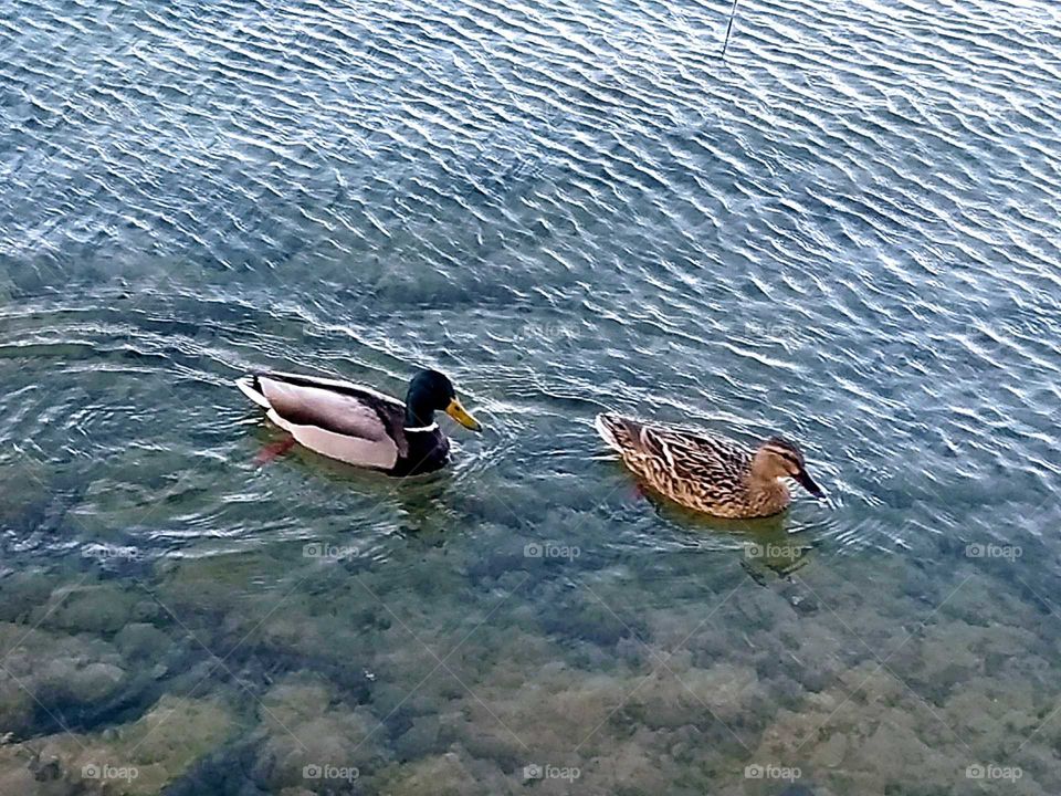 #ducks