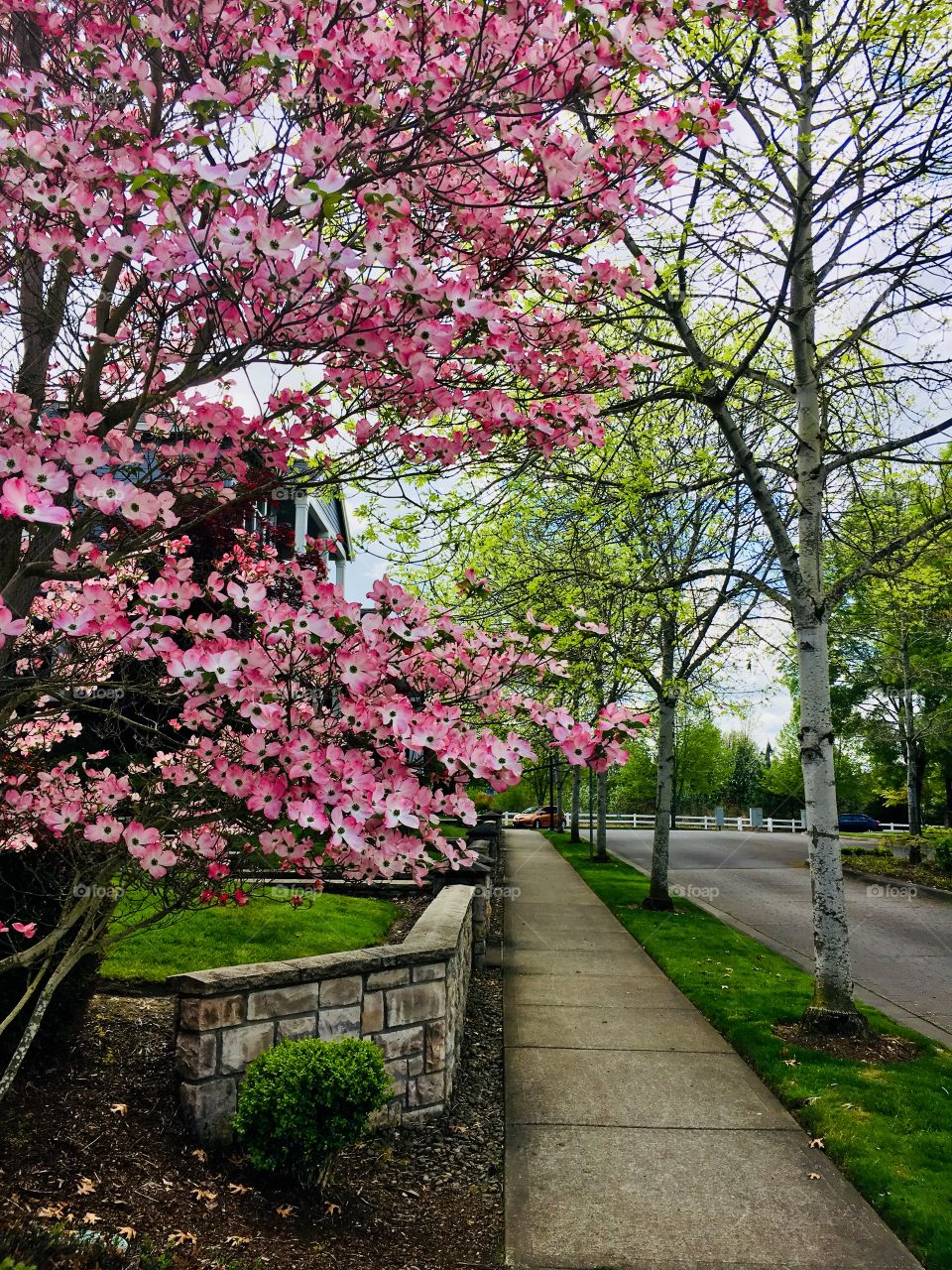 Spring neighborhood walk1