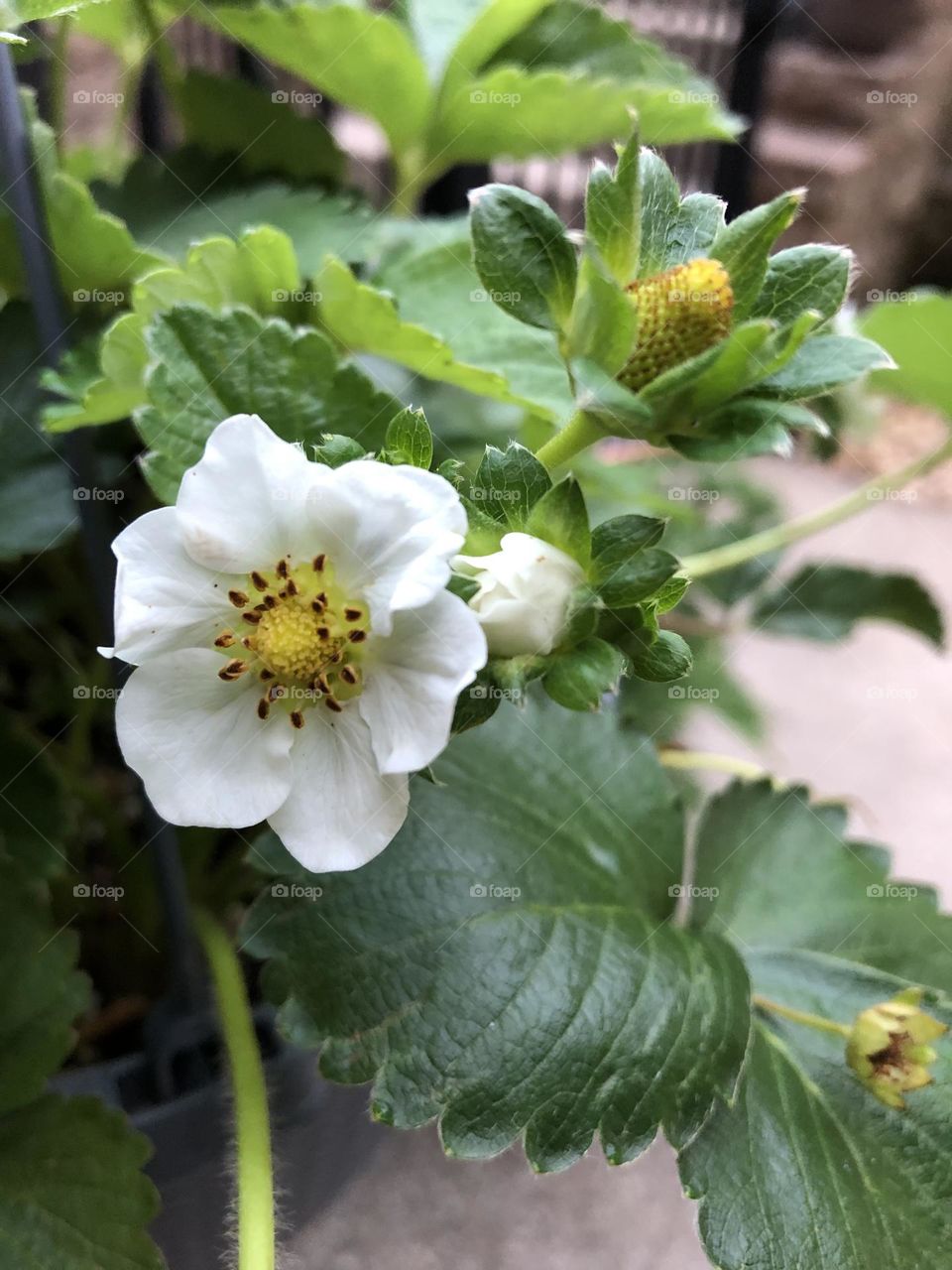 Hanging basket strawberries 