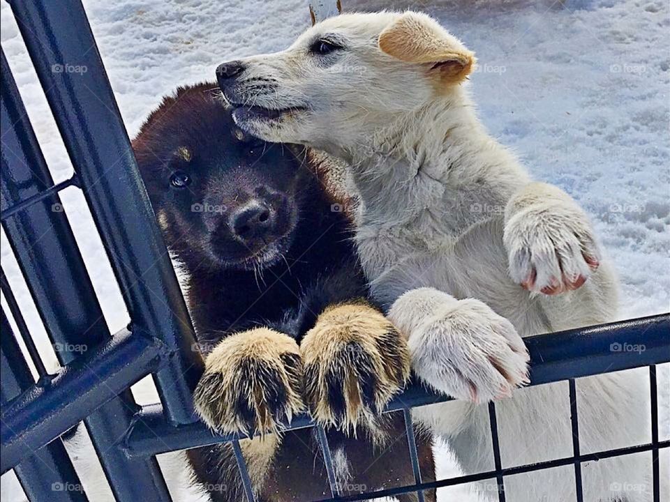 Alaskan Sled Dog Puppies