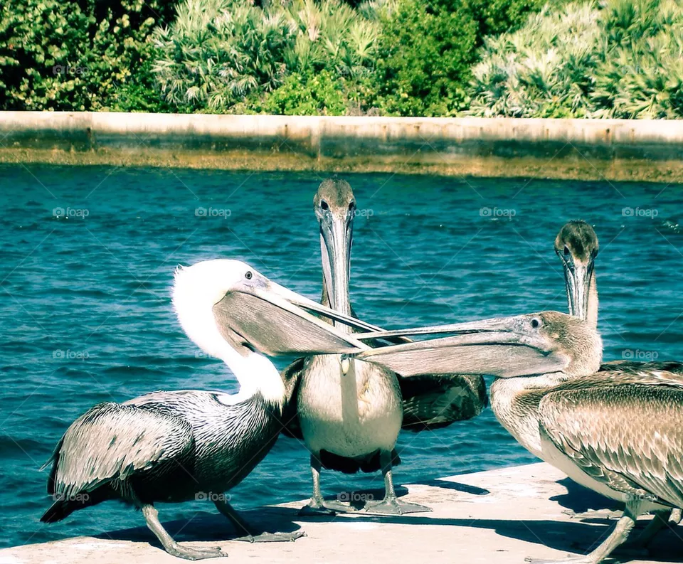 Pelicans #1