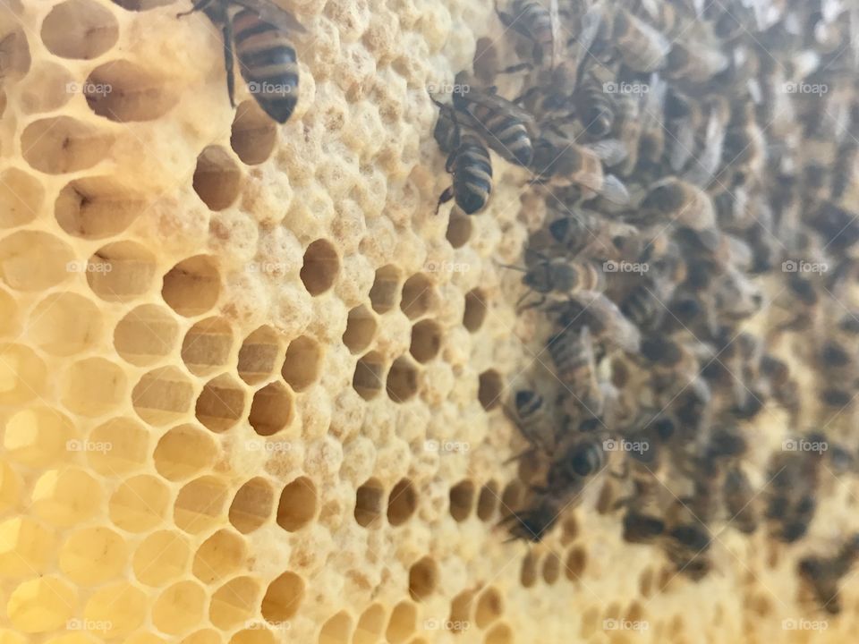 Brood Frame and Bees