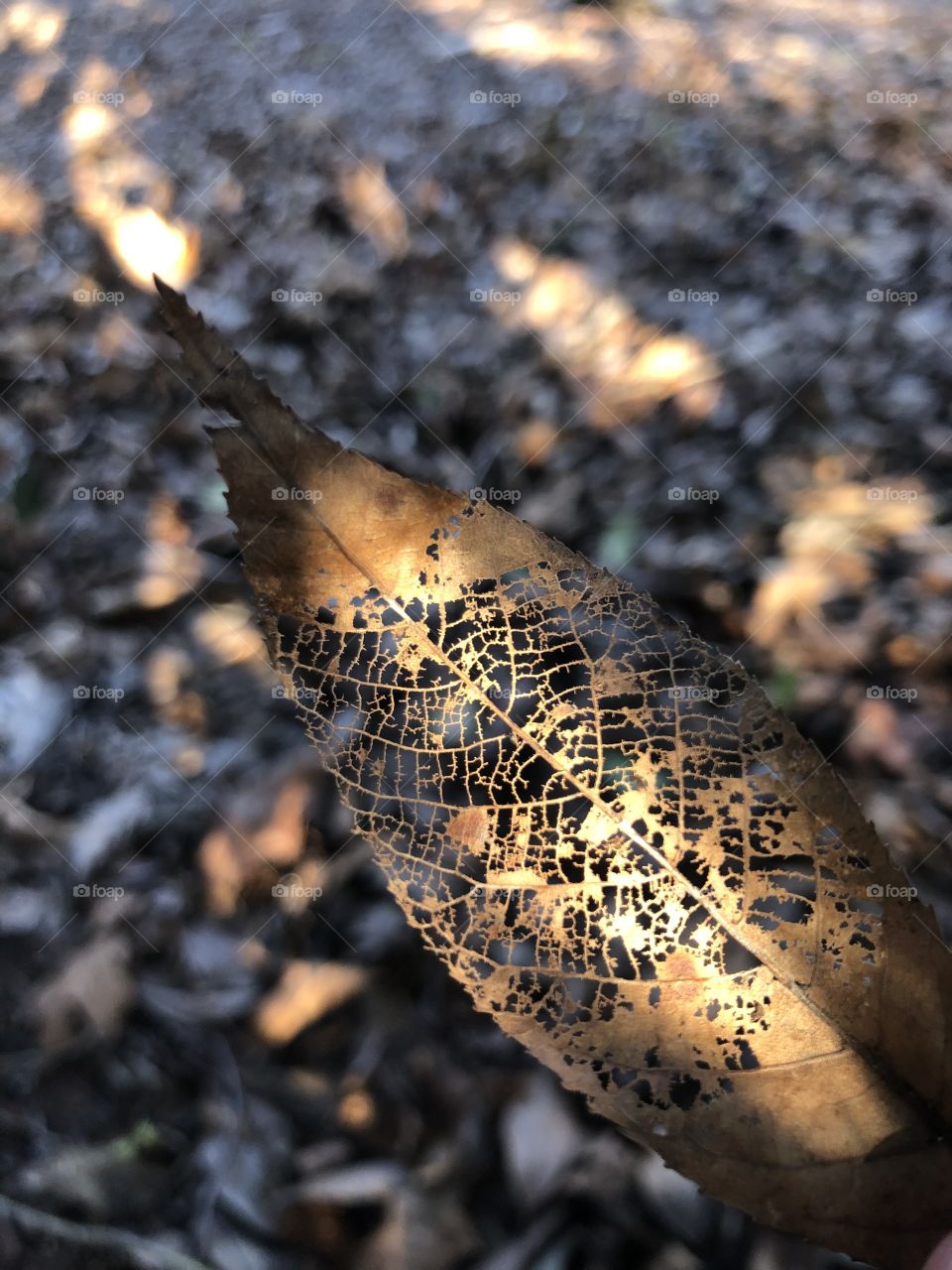 Sunlight and shadows on fallen leaves under red tip tree in autumn 