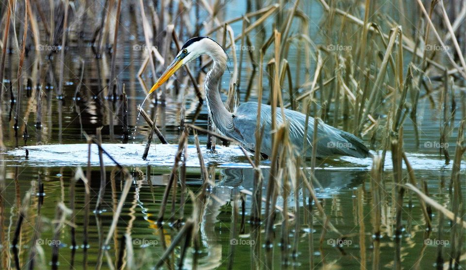 Great Blue Heron