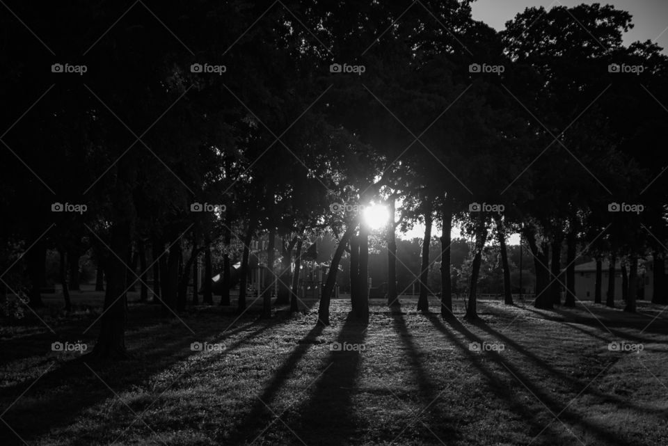 Park during the sunset with interesting shadows in black and white. 
