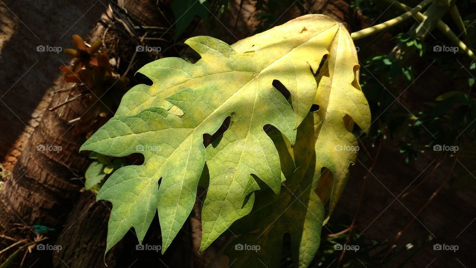 Folhagens. Folha de mamoeiro. (Mamão)