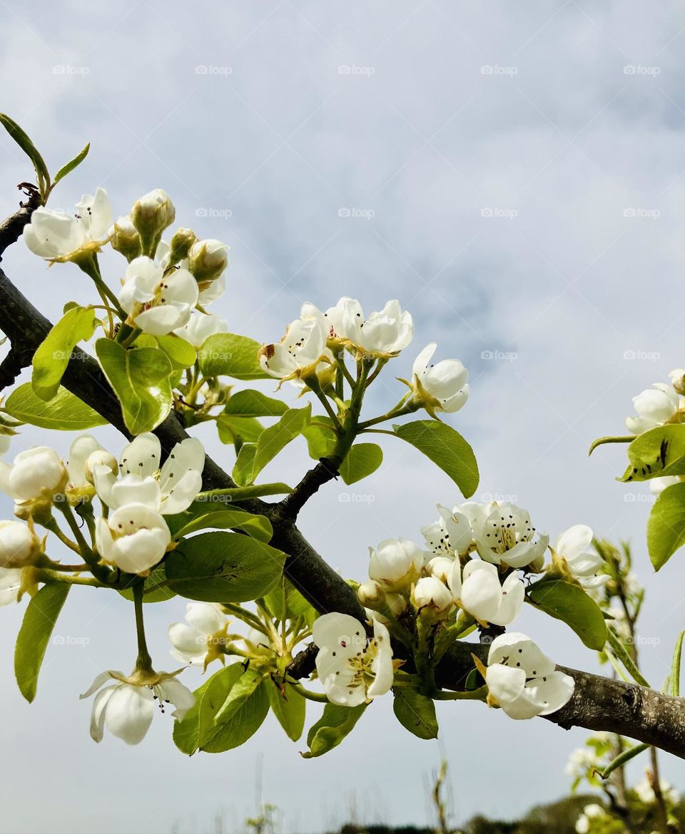 Beautiful blossom set on the backdrop of a sky full of fluffy white clouds. Pretty and pure. 