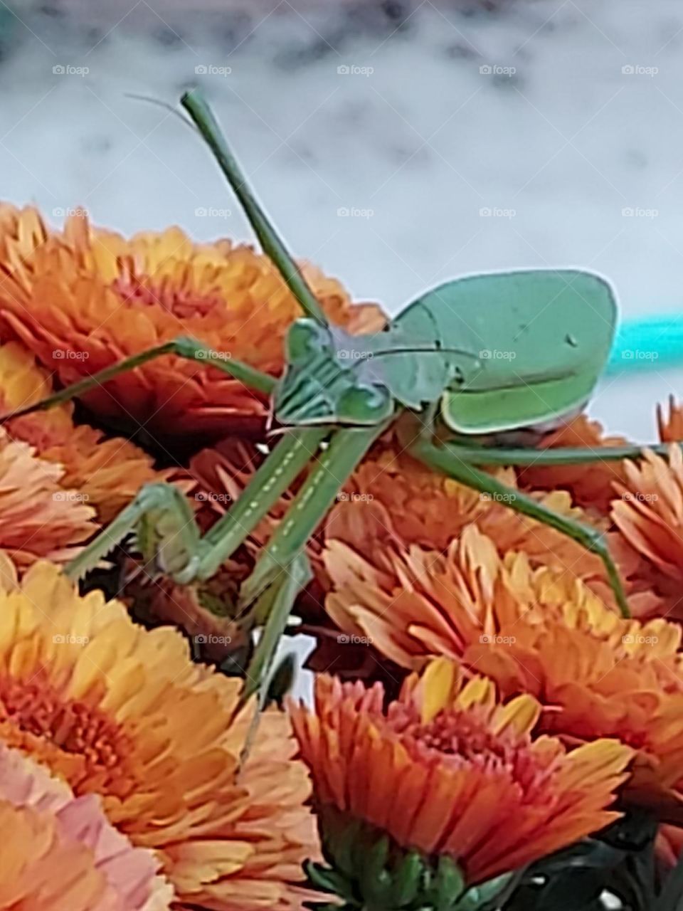 First Mission close up of a bright green praying mantis on a fall mum