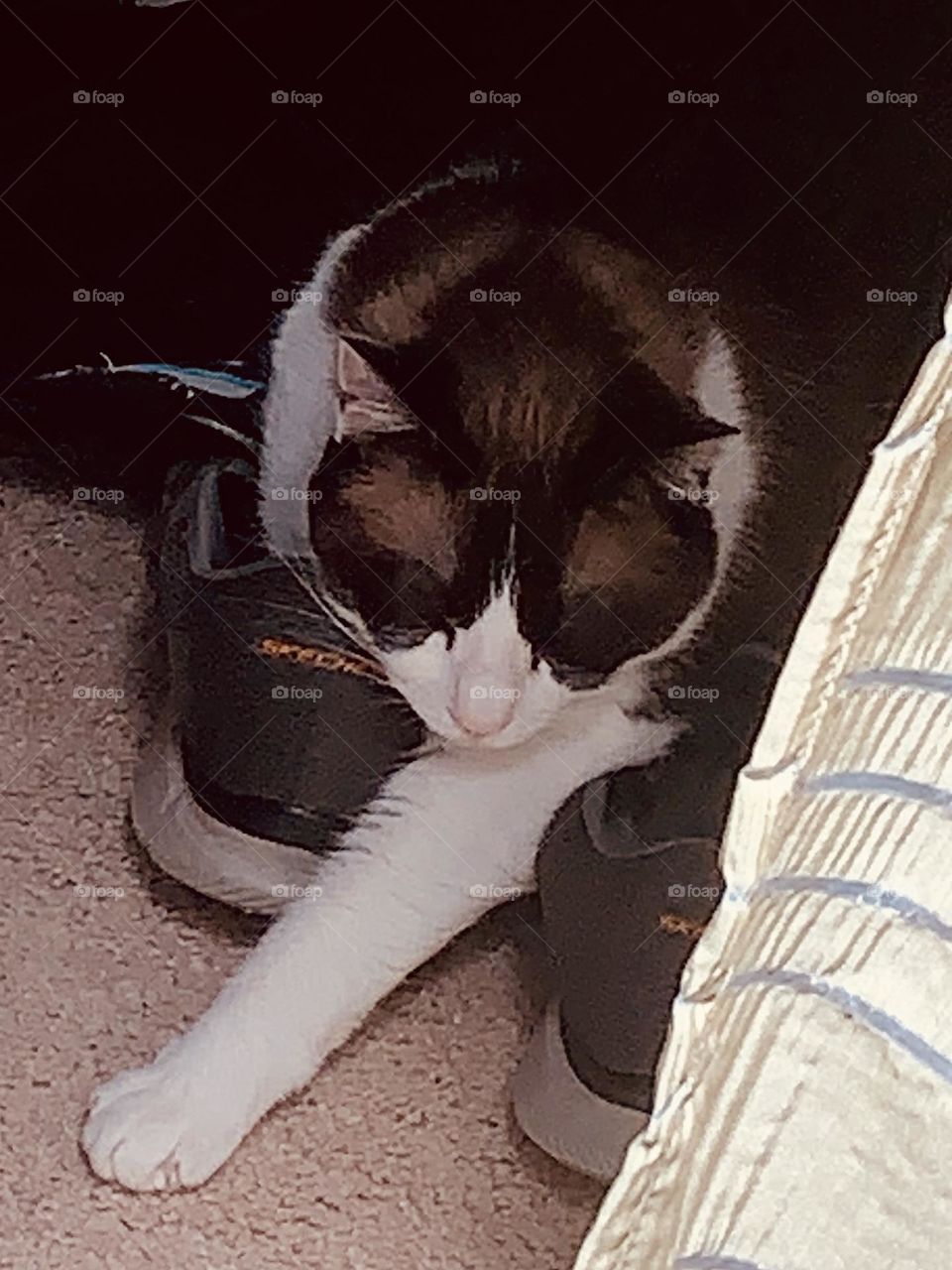 Cat on shoes 